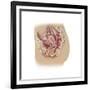 Female Reproductive Anatomy on White Background-null-Framed Art Print