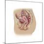 Female Reproductive Anatomy on White Background-null-Mounted Art Print