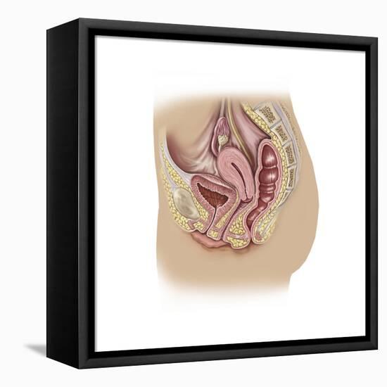 Female Reproductive Anatomy on White Background-null-Framed Stretched Canvas