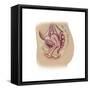 Female Reproductive Anatomy on White Background-null-Framed Stretched Canvas