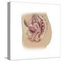 Female Reproductive Anatomy on White Background-null-Stretched Canvas