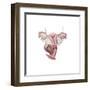 Female Reproductive Organs-null-Framed Art Print