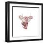 Female Reproductive Organs-null-Framed Art Print