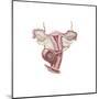 Female Reproductive Organs-null-Mounted Art Print