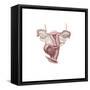 Female Reproductive Organs-null-Framed Stretched Canvas