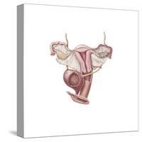 Female Reproductive Organs-null-Stretched Canvas