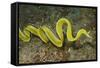 Female Ribbon Eel Free Swimming-Hal Beral-Framed Stretched Canvas