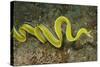 Female Ribbon Eel Free Swimming-Hal Beral-Stretched Canvas