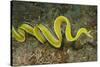 Female Ribbon Eel Free Swimming-Hal Beral-Stretched Canvas