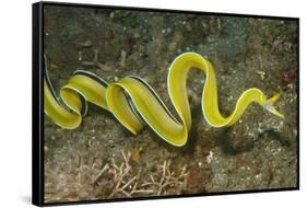 Female Ribbon Eel Free Swimming-Hal Beral-Framed Stretched Canvas