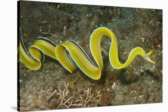 Female Ribbon Eel Free Swimming-Hal Beral-Stretched Canvas