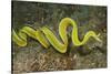 Female Ribbon Eel Free Swimming-Hal Beral-Stretched Canvas