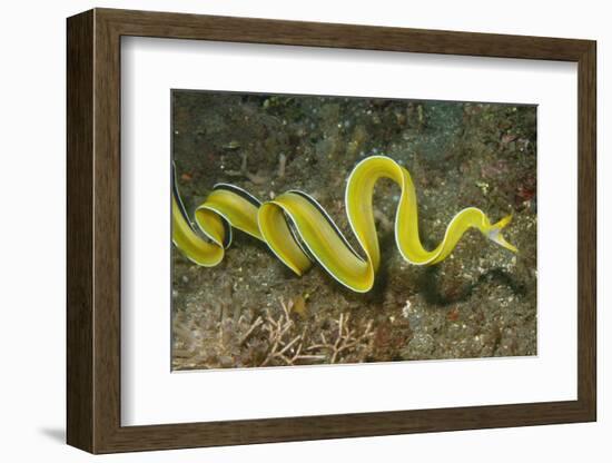 Female Ribbon Eel Free Swimming-Hal Beral-Framed Photographic Print