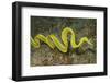 Female Ribbon Eel Free Swimming-Hal Beral-Framed Photographic Print