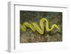 Female Ribbon Eel Free Swimming-Hal Beral-Framed Photographic Print