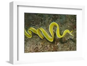 Female Ribbon Eel Free Swimming-Hal Beral-Framed Photographic Print