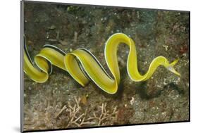 Female Ribbon Eel Free Swimming-Hal Beral-Mounted Photographic Print