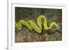 Female Ribbon Eel Free Swimming-Hal Beral-Framed Photographic Print