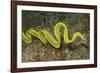 Female Ribbon Eel Free Swimming-Hal Beral-Framed Photographic Print