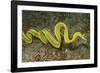 Female Ribbon Eel Free Swimming-Hal Beral-Framed Photographic Print