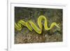 Female Ribbon Eel Free Swimming-Hal Beral-Framed Photographic Print