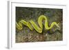 Female Ribbon Eel Free Swimming-Hal Beral-Framed Photographic Print