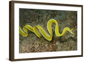 Female Ribbon Eel Free Swimming-Hal Beral-Framed Photographic Print