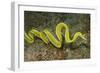 Female Ribbon Eel Free Swimming-Hal Beral-Framed Photographic Print