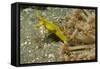 Female Ribbon Eel-Hal Beral-Framed Stretched Canvas