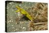 Female Ribbon Eel-Hal Beral-Stretched Canvas