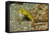 Female Ribbon Eel-Hal Beral-Framed Stretched Canvas