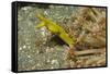 Female Ribbon Eel-Hal Beral-Framed Stretched Canvas