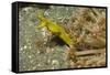 Female Ribbon Eel-Hal Beral-Framed Stretched Canvas