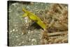 Female Ribbon Eel-Hal Beral-Stretched Canvas