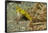 Female Ribbon Eel-Hal Beral-Framed Stretched Canvas