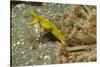 Female Ribbon Eel-Hal Beral-Stretched Canvas