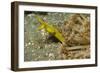 Female Ribbon Eel-Hal Beral-Framed Photographic Print