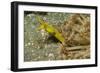 Female Ribbon Eel-Hal Beral-Framed Photographic Print