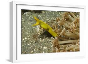 Female Ribbon Eel-Hal Beral-Framed Photographic Print