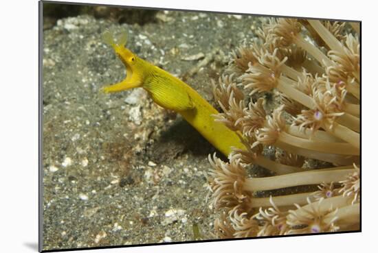 Female Ribbon Eel-Hal Beral-Mounted Photographic Print