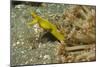 Female Ribbon Eel-Hal Beral-Mounted Photographic Print