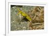 Female Ribbon Eel-Hal Beral-Framed Photographic Print