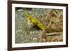 Female Ribbon Eel-Hal Beral-Framed Photographic Print