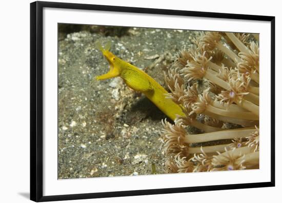 Female Ribbon Eel-Hal Beral-Framed Photographic Print