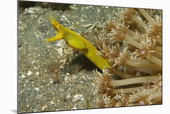 Female Ribbon Eel-Hal Beral-Mounted Photographic Print