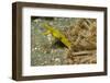 Female Ribbon Eel-Hal Beral-Framed Photographic Print