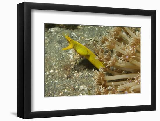 Female Ribbon Eel-Hal Beral-Framed Photographic Print