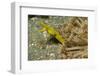 Female Ribbon Eel-Hal Beral-Framed Photographic Print