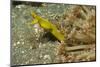 Female Ribbon Eel-Hal Beral-Mounted Photographic Print