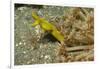 Female Ribbon Eel-Hal Beral-Framed Photographic Print